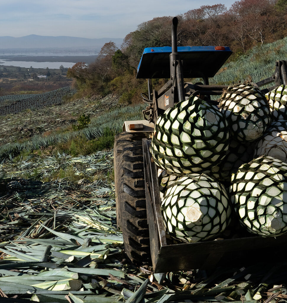 agaves-bermito-tequila